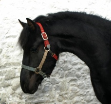 Anton