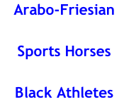 Arabo-Friesian Sports Horses Black Athletes
