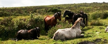 Dartmoor Hill ponies grazing on the moor
