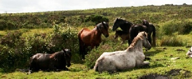 Dartmoor Hill ponies grazing on the moor